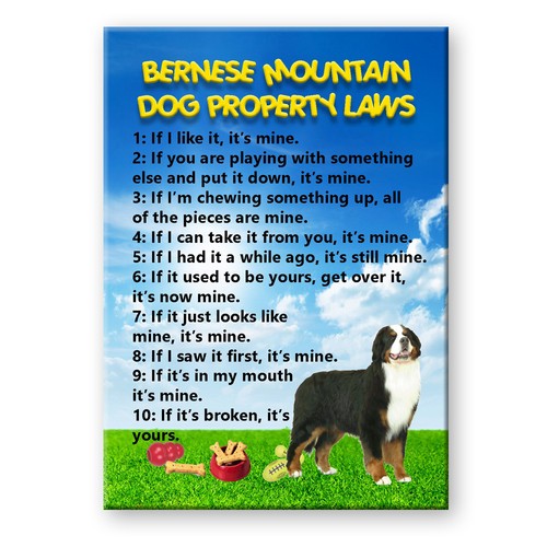 Bernese mountain dog property - bernese,