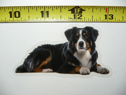 Bernese mountain dog small - dog,